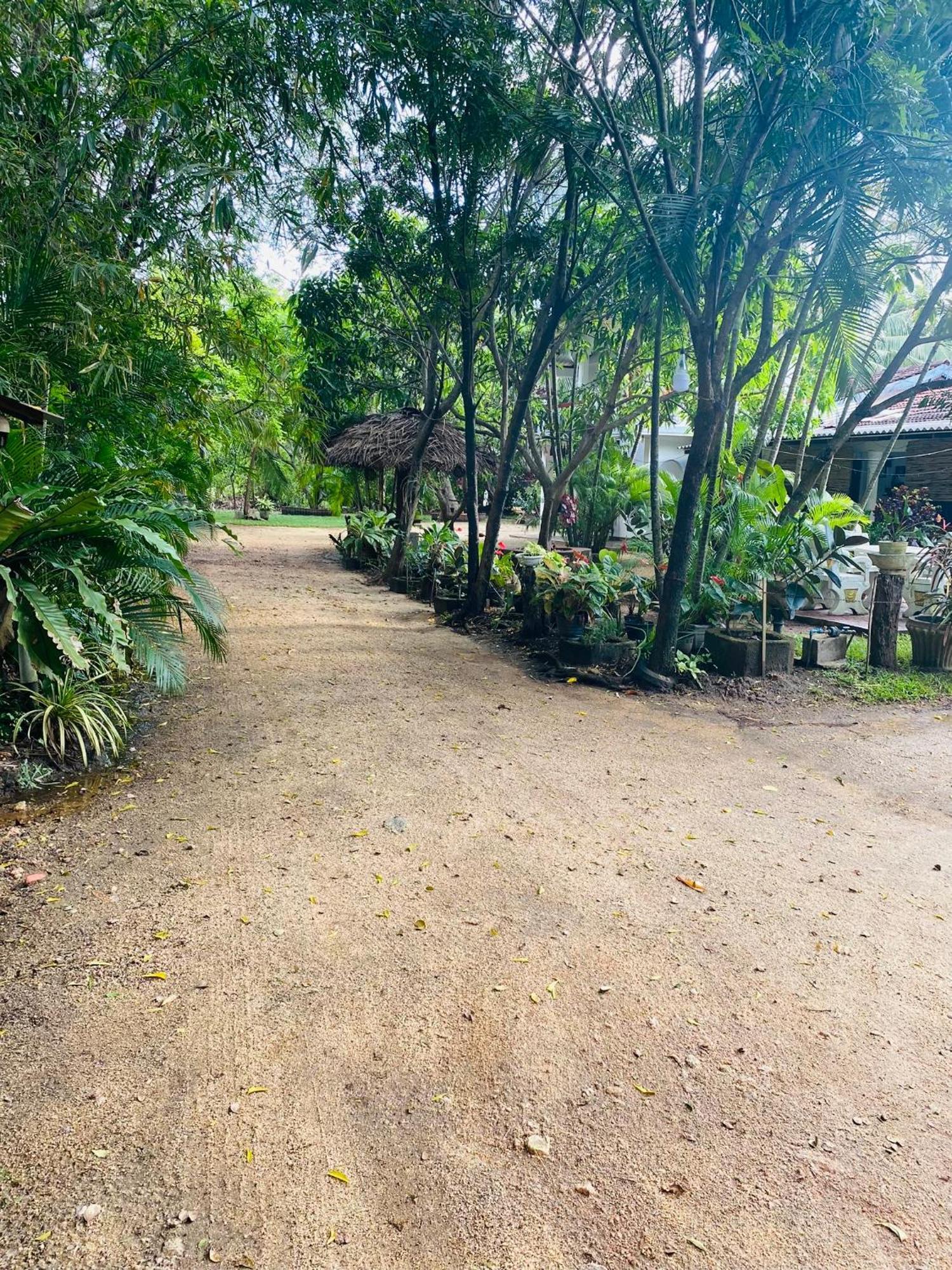 The Green Garden Dambulla Eksteriør billede