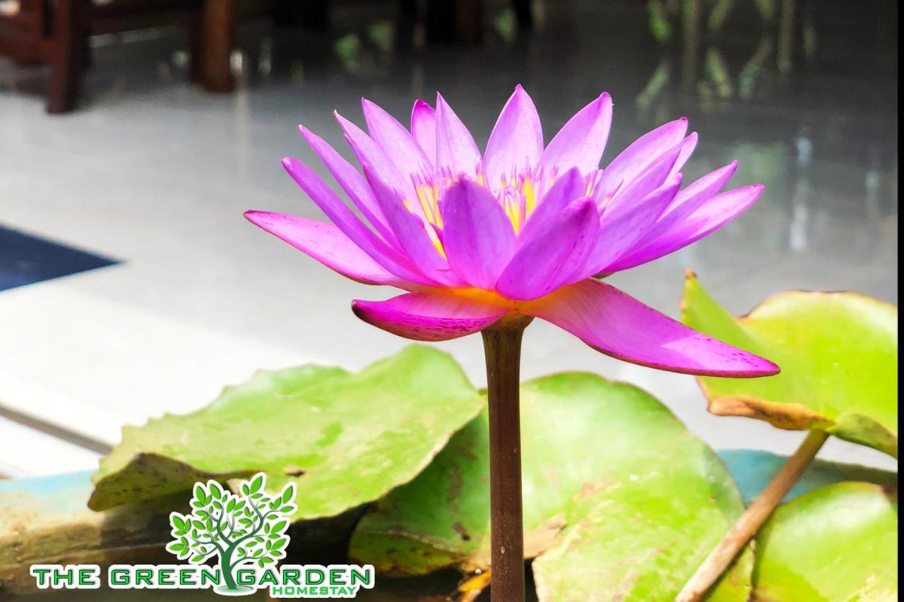 The Green Garden Dambulla Eksteriør billede
